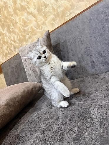 pişik yemekleri: Şinşilla, Dişi, Pulsuz çatdırılma — 2