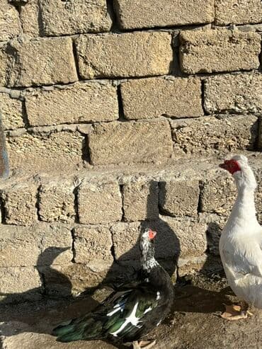 kayuqa ordək: Erkək, | Lal ördək, Damazlıq, Ünvandan götürmə — 4