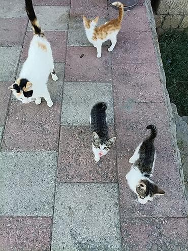 bala tutuquşu: Yaxşı əllərə — 8