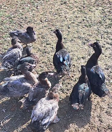 qaz ve ordek satisi: Erkək, | Macar, Damazlıq, Pulsuz çatdırılma — 5