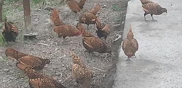 Sibrayt Qızılı. Cəm 18 Ədəd. 5 Xoruz 13 Fərə. Fərələr Hamısı Gündəlik