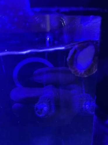 Quşlar: Hazir okean akvariumu satilir icinde dashi qumu 3 ilbizi musherom — 7