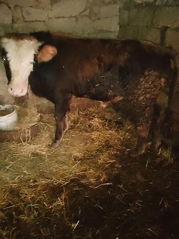 С/х животные и товары: Məhsul: Erkək dana 1yas yarimliq danadı .sağlamdı . heç bir problemi — 3