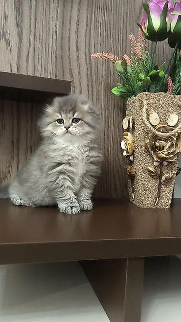 gözəl pişik şəkilləri: Tam sağlam uzuntüklü balalar saf Qandi. Ana ve ata şəkillərini ciddi — 3