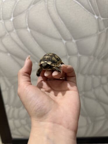 tulku tələsi: Mini quru balaca tısbağalar - Sakit, səs‑küyə dözümlü və asan qulluq — 4