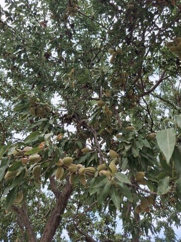 papaya meyvesi qiymeti: Bu, böyüməkdə olan badam ağacının bir şəklidir. Ağac bol yarpaqlara və — 1