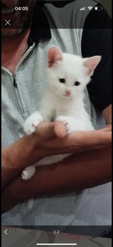 cins pişiklər: Ağ rəngli balaca pişik balası - Tamamilə ağ tüklü, yumşaq və sıx yun — 1