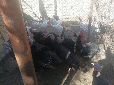 it adlari disi: Məhsul: Hinduşka və digər quşlar (ferma quşları) qapı hündüşqası kq 18 — 2