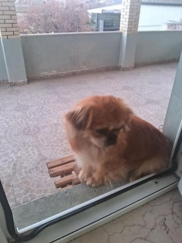 itle barter: Pekines — 3