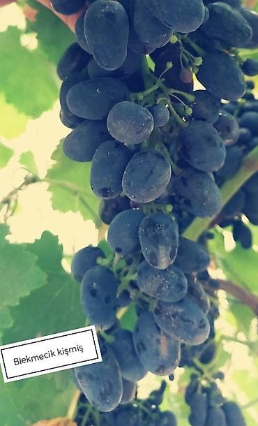 kala bitkisi: Üzüm tingləri satılır 070 2223552 zəng və vatsap. Tinglər dipçəkli və — 9