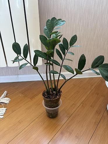 yaz gülləri: Zamioculcas zamiifolia (ZZ plant) – dekorativ otaq bitkisi - Parlaq — 5