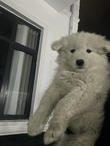 мальтийская болонка цена в баку: Самоед, 2 месяца, Бесплатная доставка — 5