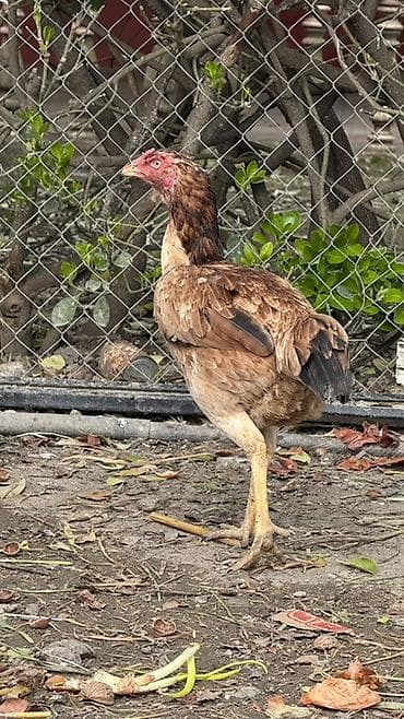 tap.az xacmaz heyvanlar: Toyuq, Damazlıq — 2