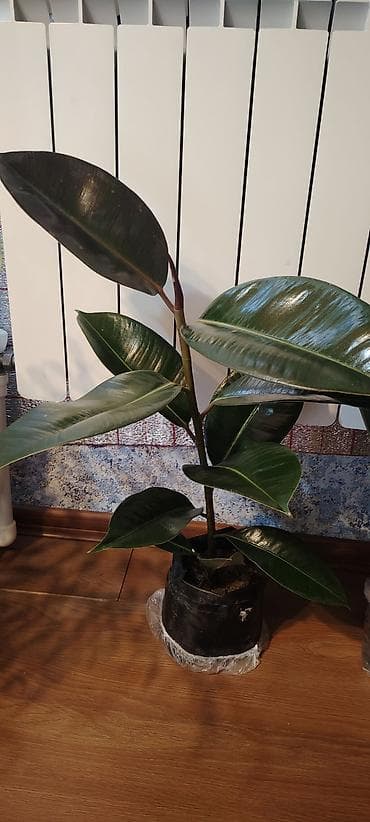 5 və 6 azn olanı qalıb bundan biraz balaca Variegatlı Fikus Elastica