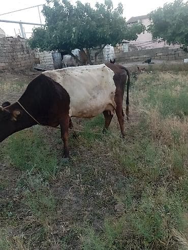 golden bala: Dişi, Simental, il: 6, 360 kq, Damazlıq, Südlük — 1