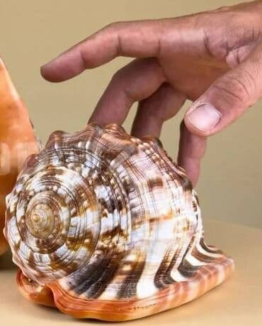 история азербайчан 5 11: Dəniz balig qulagi — 1