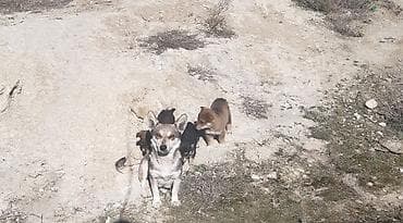 Zvonok, Peyvəndli lalafo.az -da Zvonok, Peyvəndli