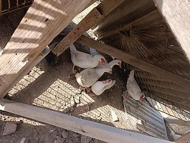 Muscovy ördəkləri – ağ rəngli, qırmızı maskalı - Növ: Muscovy (hind