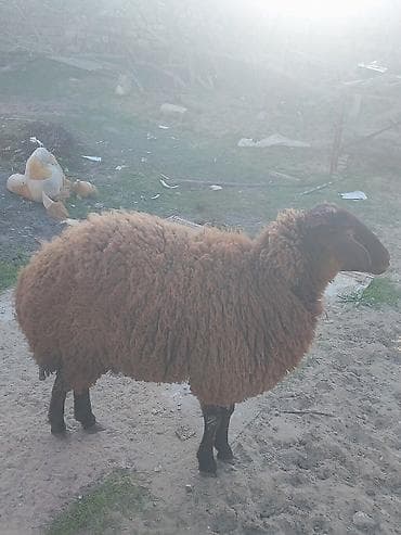 qoyun quzu nece yazilir: Diwi qoyunlar — 1