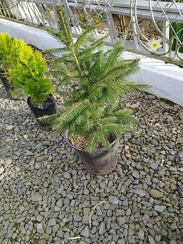 sam bali: Dekorativ həmişəyaşıl və tropik bitkilər – qablarda - Thuja (qızılı — 2