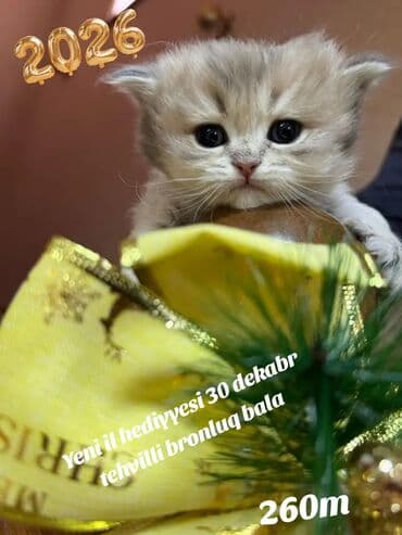 pişik sortları: Şotland yastı qulaq — 1