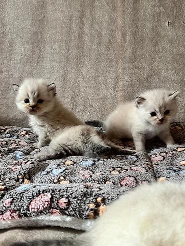 pişik cutləşdirilir: Şirin balaca pişik balaları - Cins: uzun tüklü, qısa burunlu tip — 1