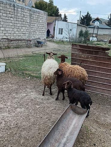 Qazlar: Salam 2 dene Ana baladi. Qirmizi qoyun 1 ci qarnidi disi balaynan .Ag — 4