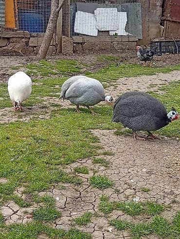 koyun: Salam,1erkəy 2disi toyuqlar,Sət-tovuq (Qvineya quşu) – 3 baş - Növ — 2