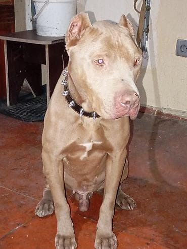 qaz balasi nece gune cixir: Pitbul, 2 il, Erkek, Ödənişli çatdırılma — 7