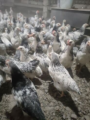 С/х животные и товары: Куриные цыплята, Для мяса, Самовывоз, Платная доставка — 3