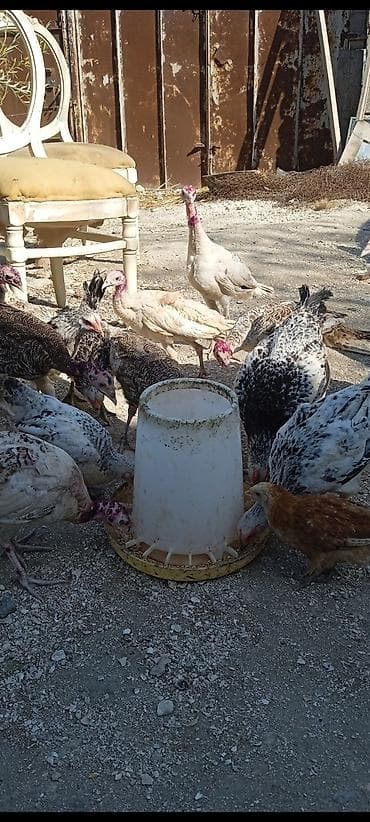 hind qysy: Üç aylıq yerli hinduşqalardır. sağlamdılar — 4