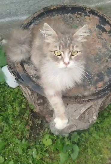 heyvan yemi: Dişi, Yaxşı əllərə, Ünvandan götürmə — 3