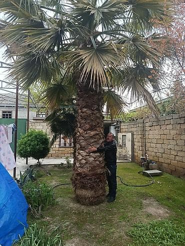 zeytun agaci: Palma wasinqton istənilən fəslində əkilir zəmanət verilir dərmanlanir — 10