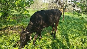 qara mal: Satılır: qiyməti 2300 azn deyilir reyal alıcıya endirim olacaq ələqə — 2