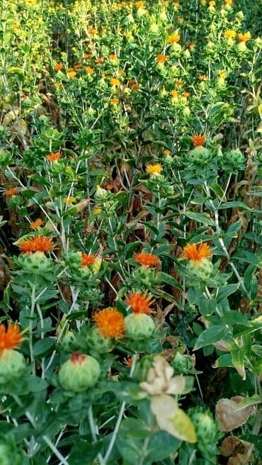 moringa tozu qiyməti: Təbii dağ zəfəranı. 1 kq 100 AZN. çatdırılma mövcuddur — 3