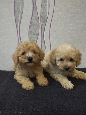 pudel itlerin satisi: Pudel, 2 ay, Erkek — 3