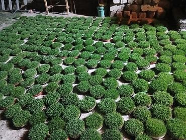 kepenek sekilleri cekmek: Satdiq semeni var 70qep — 2