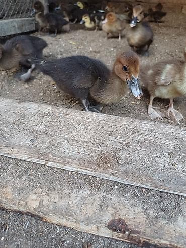 pitbul erkek: Erkək, | Lal ördək, Ətlik, Ünvandan götürmə — 1
