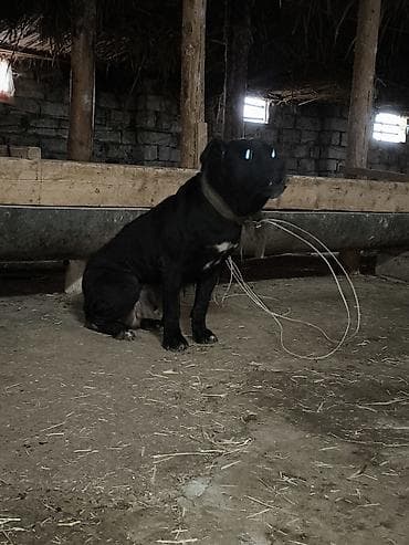 Pişiklər: Kane-Korso, Dişi — 2