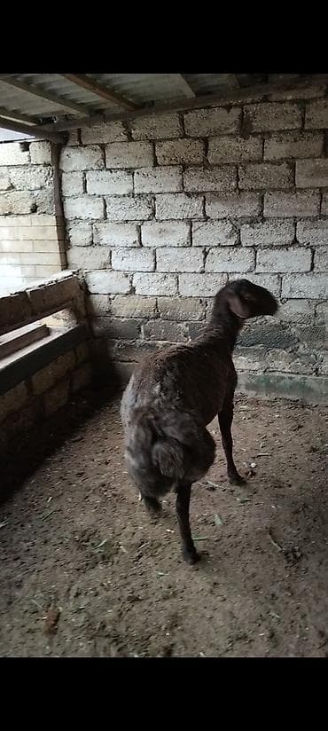 mal qara: Salam qardaşlar temiz qan damazlıq Erkey toğlu satılır 1 yaşı var — 4