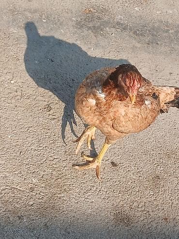 rəngli balıqlar: Malakan (Aseel tipli) xoruz – uzunboy, möhkəm skeletli, güclü ayaqlı — 6