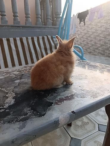 dovsan satisi: Mini lop dovşan ünvan saray polis bölmesi teref - Cins: dekorativ — 5
