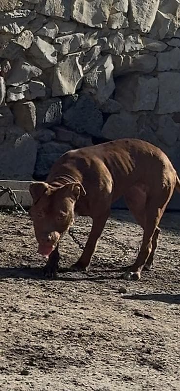 K/t heyvanları və malları: Pitbul, 1 il, Dişi, Peyvəndli, Ödənişli çatdırılma — 1