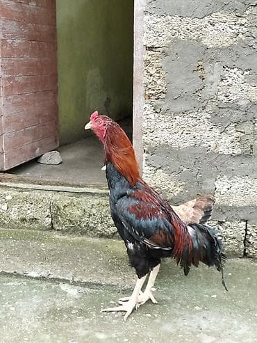 Salam xoruz satılır təmiz qan türk cinsi heyratı xoruzu qiymət tekcə