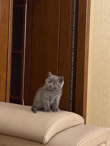 britan pisik: Şotland, Dişi, Pulsuz çatdırılma — 5