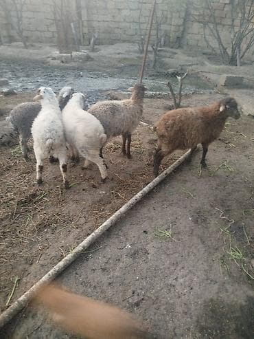 qurban qoyunu: Qoyun-quzu sürüsü satılır. - Növ: yerli qarışıq ətlik-yağlıq tipli — 2