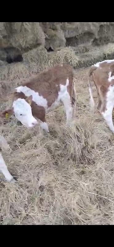 mal yatagi: 6 dene semetalı.bizo satlır 3 erkeki 3 dişi.2 aylıq bizolardı.emi ot — 4