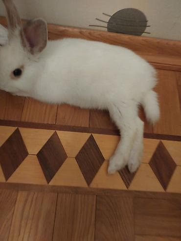 quba heyvanlar: Dozangurd Dovşan satılır. Son qiymət 70 manatdır. Cinsiyəti ğizdır.Çox — 5