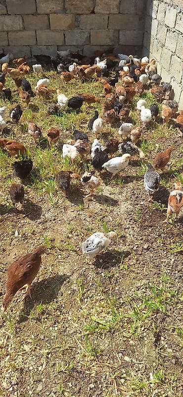 toyuq cuceler: Toyuq cücələri, Damazlıq — 3