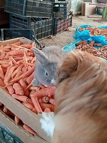 heyvan sahiblənmə: Ev dovşanı balaları – uzunqulaqlı, tüklü minilop tipli (aşağı sallanan — 4